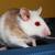 African soft fur rats ( ASF ) 2 thumbnail