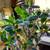Crown of Thorns House Plant White 1 thumbnail