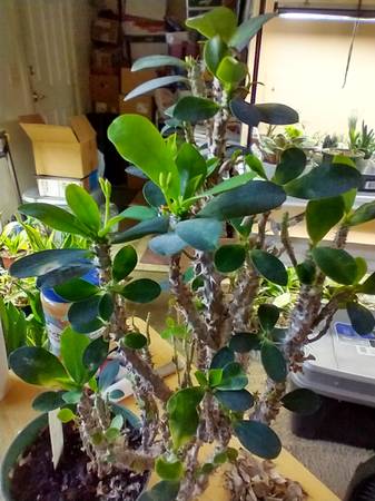 Crown of Thorns House Plant White 1