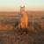 Buckskin gelding 3 thumbnail