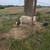Sheep lamb 3 thumbnail
