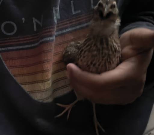 Coturnix quail