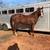 AQHA Stallion Racehorse 3 thumbnail