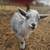 Nigerian Dwarf Goat kids 7 thumbnail