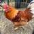 Golden Comet Rooster 2 thumbnail