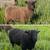 Downsizing flock Shetland and Icelandic breeding stock 2 thumbnail