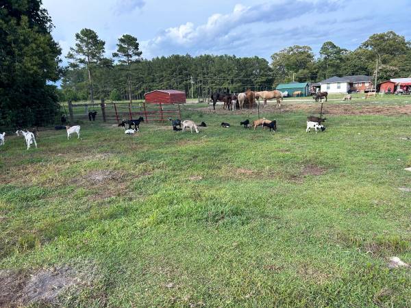 Goats 1