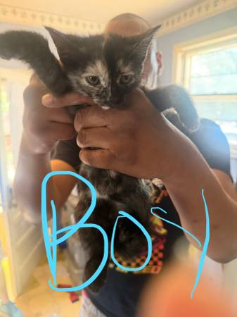 Rehoming 2 kittens526253611581460481