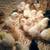 Chicks - 4/20 hatch date 3 thumbnail