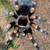Tarantula 1 thumbnail