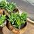 Plants-$5 each 4 thumbnail