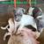 Rat terrier puppies 1 thumbnail