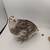 Hatching Eggs for Incubation: Coturnix Quail Variety Pack 13 thumbnail