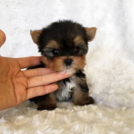 RahomING puppy 1
