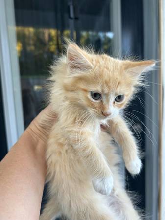 kitty, cat, kitten 1