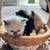 Newborn Persian kitten 19 thumbnail