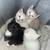 Kittens 1 thumbnail