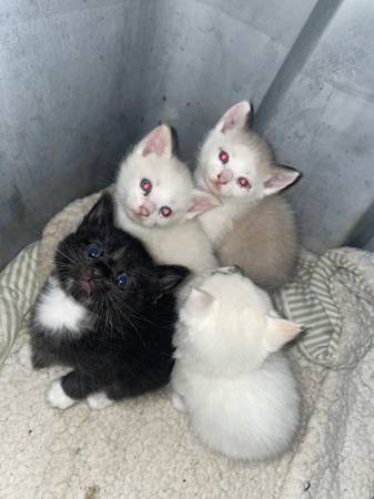 Kittens 1