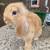 Holland Lop Harlequin Girl Rabbit 6 thumbnail