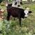 Heifer 1 thumbnail