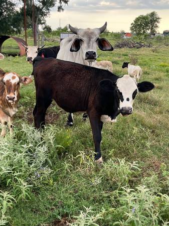 Heifer 1