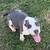 Puppies American bully 3 thumbnail