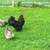 Hens & cockerels 4 thumbnail