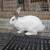 Meat rabbit bucks 1 thumbnail