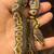 Baby ball python 2 thumbnail