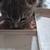 Sweet, friendly, litter box trained kitten 4 thumbnail