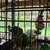 Baby Green cheek 3 thumbnail