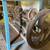 Antique Drill Press 1 thumbnail