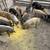 Piglets ; Mangalitsa 4 thumbnail
