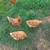 LAYING HENS 2 thumbnail