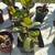 Succulents 1 thumbnail