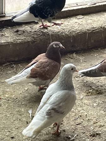 Pigeon 1