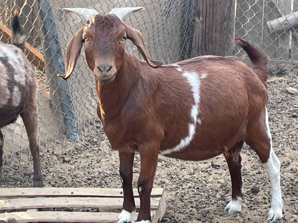 Boer Does 1