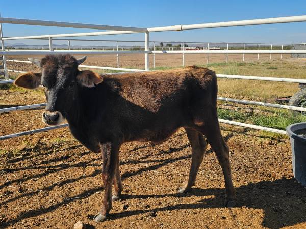 Heifer calf 1