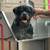 Rottweilers 14 thumbnail