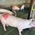PIGS , MARRANOS FOR SALE 16 thumbnail