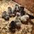 28 Straight Run Easter Egger Chicks 3 thumbnail