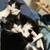 Two tuxedo cats too good home 2 thumbnail