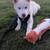 Pet Waste Cleaning Service 5 thumbnail