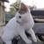 Male Kitten 6 thumbnail