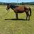 Draft cross gelding. 3 thumbnail