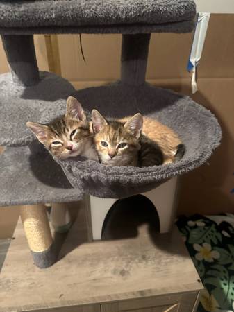Kittens 1