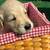 Cesta con dog 6 thumbnail