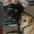 German/heeler mix to good home 3 thumbnail