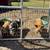 Kunekune breeders 3 thumbnail