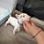 6 weeks Bull terrier 5 thumbnail